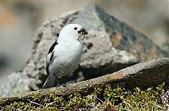 Snow Bunting